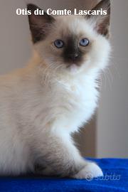 OTIS, gattino razza ragdoll con pedigree