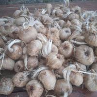Bulbi di zafferano grandi e molto produttivi