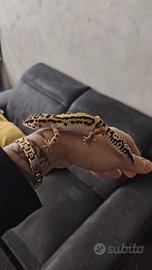 Geco leopardino