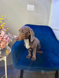 Cucciolo bassotto nano