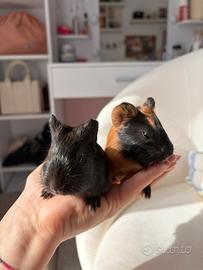 Cuccioli cavia