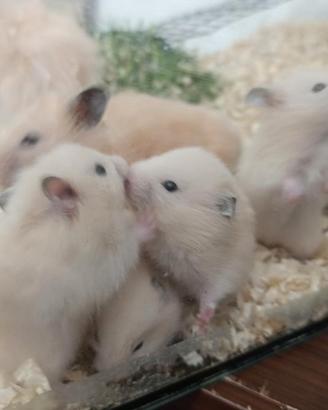 Criceti dorati abituati con i bambini