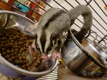 Petauro dello zucchero