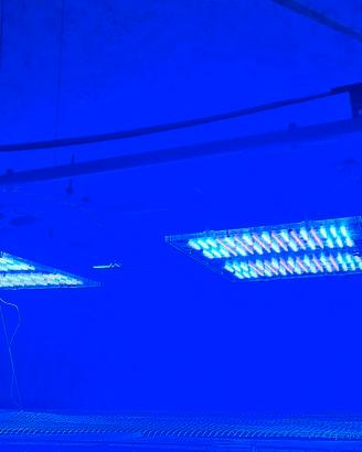 lampada gnc bluray x