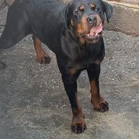 Rottweiler femmina