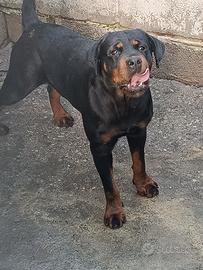 Rottweiler femmina