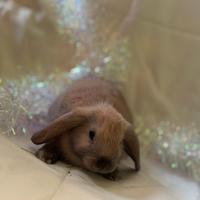 Coniglietto ariete nano