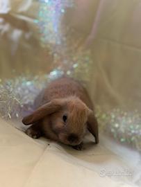 Coniglietto ariete nano