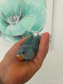 Parrocchetti dal collare blu