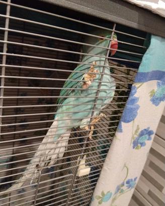 Parrocchetto dal collare celeste allevato a mano