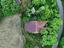 Immagine 25