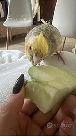 Calopsite allevata a mano