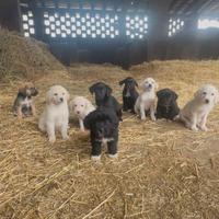 Cuccioli di mezza taglia