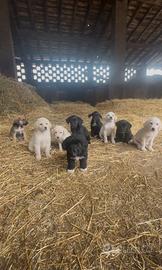 Cuccioli di mezza taglia