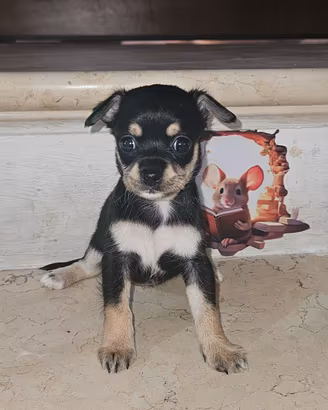 Chihuahua pedigree Enci femmina 1
