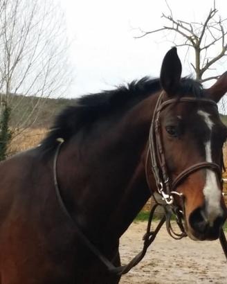 Cavallo