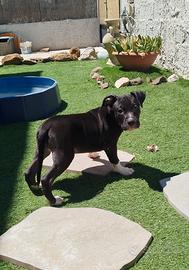 Cucciolo Amstaff