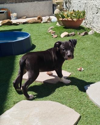 Cucciolo Amstaff