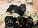 cuccioli-di-tipo-bassotto-tedesco-nano