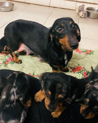 Cuccioli di tipo Bassotto tedesco nano