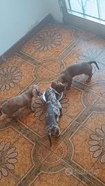 Cuccioli di bassotto