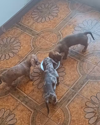 Cuccioli di bassotto