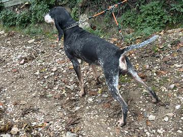 Cane da cinghiale Petit bleu de Gascogne