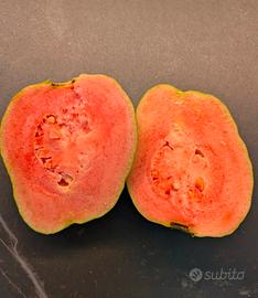 Pianta di Guava-rosa, Psidium guajava