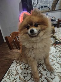 Volpini di Pomerania Toy tedeschi