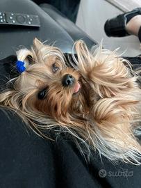 Yorkshire Terrier maschio toy per monta