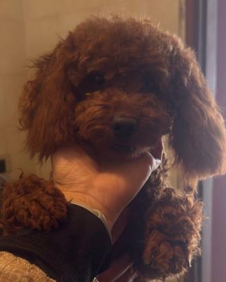 Barboncino nano piccolo 29cm red brown