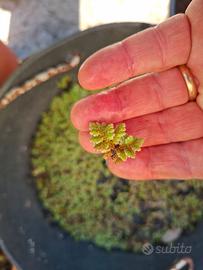 Pianta galleggiante Azolla filiculoides