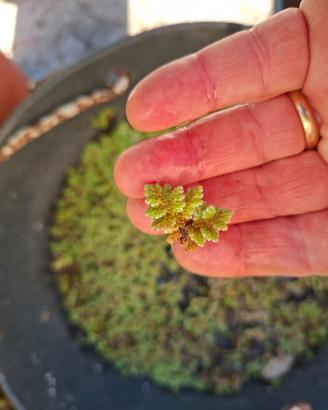 Pianta galleggiante Azolla filiculoides