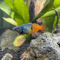 Pesci Melanotaenia Boesemani