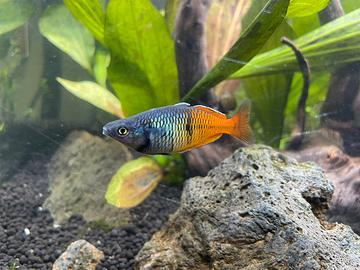 Pesci Melanotaenia Boesemani