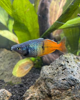 Pesci Melanotaenia Boesemani