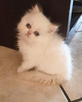 Gatto persiano