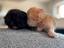 Immagine 3