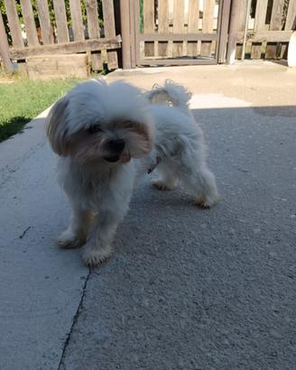 Regalasi maltese coreano 2anni sordo