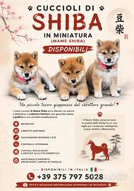? Splendidi Cuccioli di Mame Shiba ?