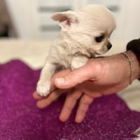 Chihuahua mini Toy