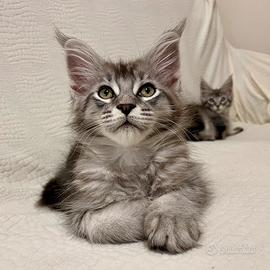 Cucciolo Maine Coon