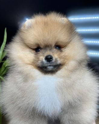 Volpino Spitz