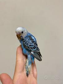 Cocorita ALLEVATA A MANO