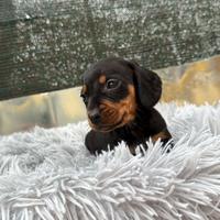 Bassotto kaninchen