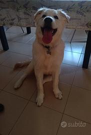 Cucciolo Simil maremmano