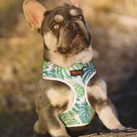 Bulldog francese