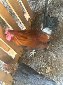 Galline cornute di Caltanissetta 
