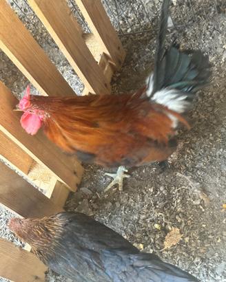 Galline cornute di Caltanissetta 