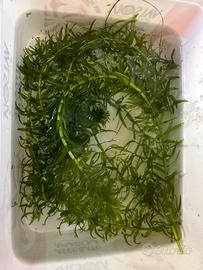 Egeria densa